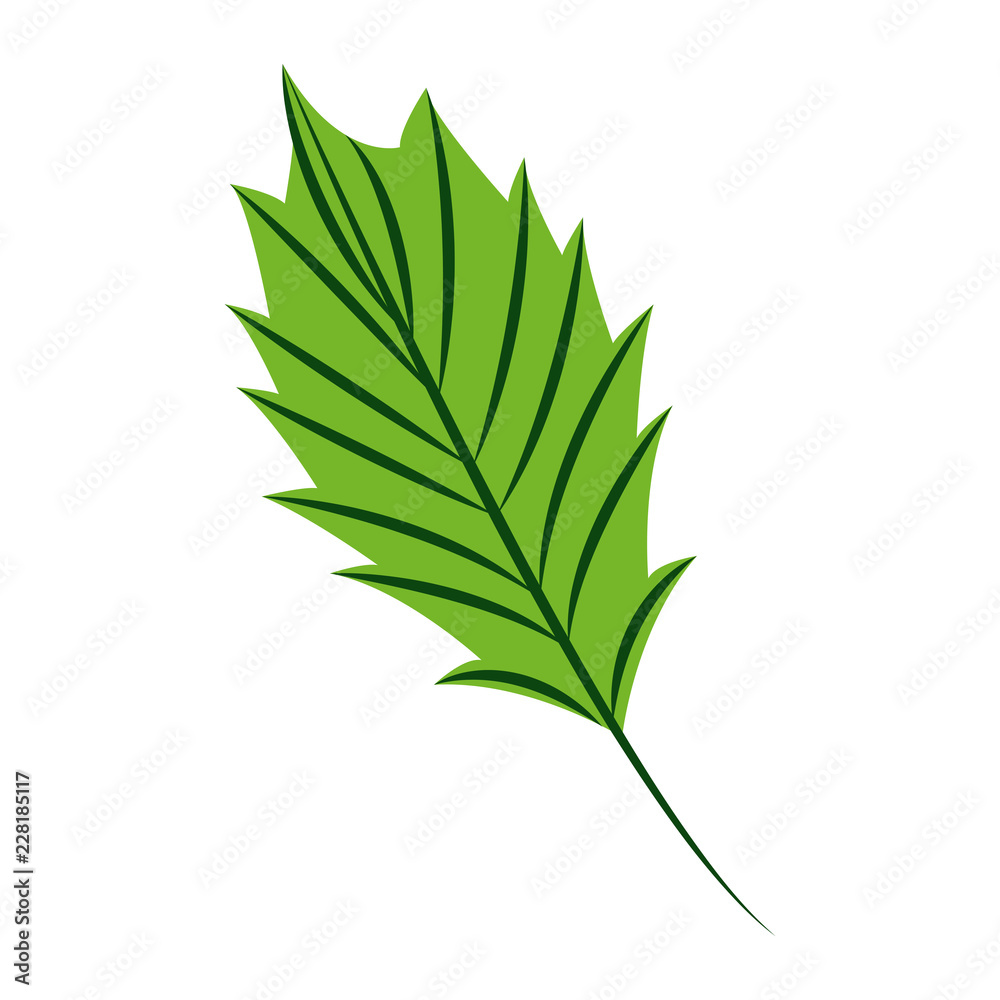 Fototapeta premium green leaf nature on white background