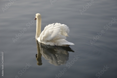 Fototapeta Naklejka Na Ścianę i Meble -  cisne