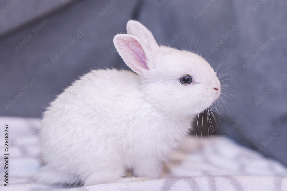 white bunny rabbit looking frontward to viewer, Little bunny sitting on sofa, Lovely pet for children and family inside house