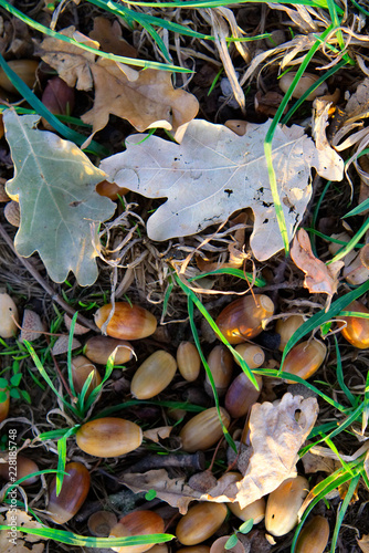 Eicheln und Eichenblätter auf dem Boden im Herbst