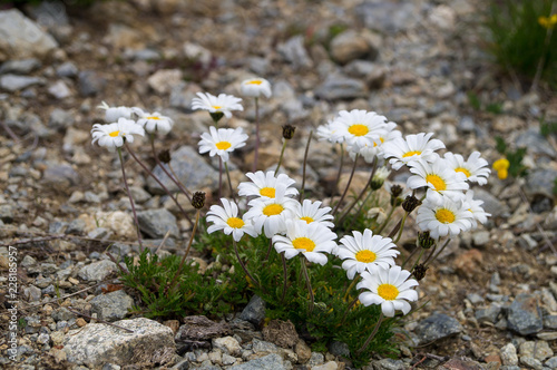 Mazzo di margherite di montagna photo