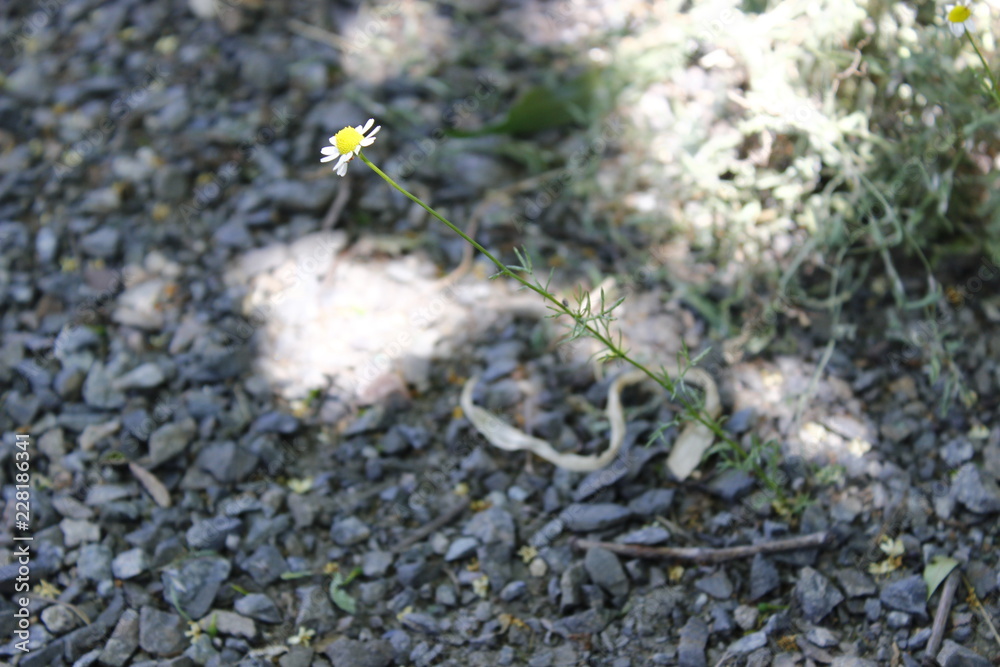 One flower chamomile One flower chamomile