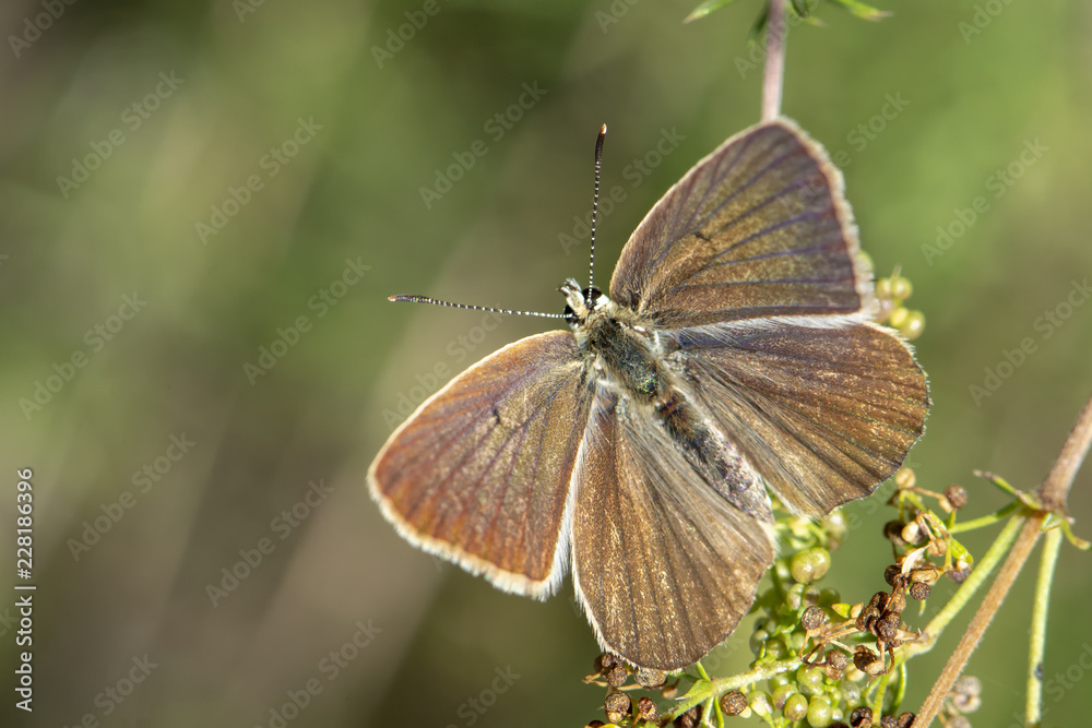 butterfly on leaf butterfly on leaf