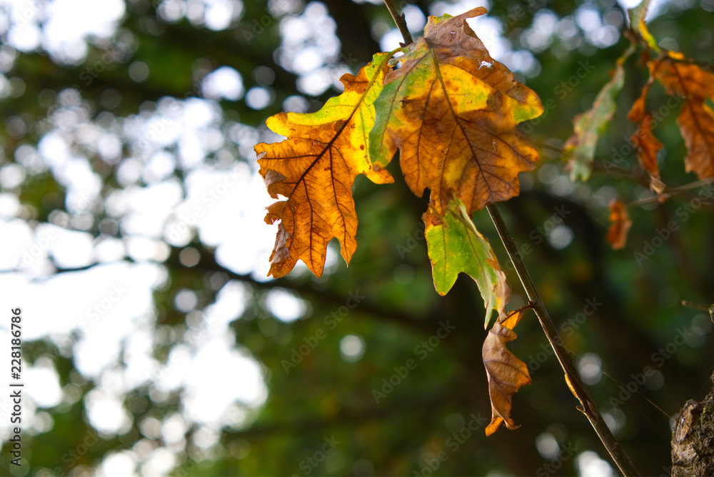 Eichenblätter im Herbst werden von der Sonne angestrahlt Eichenblätter im Herbst werden von der Sonne angestrahlt