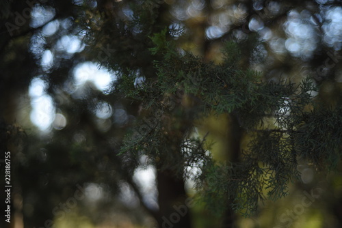 FORESTA