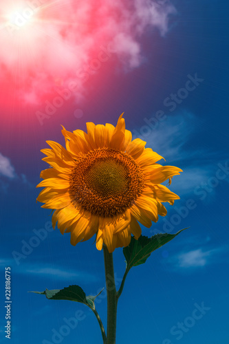 Fototapeta Naklejka Na Ścianę i Meble -  sunflower summer flower close-up at sunset .