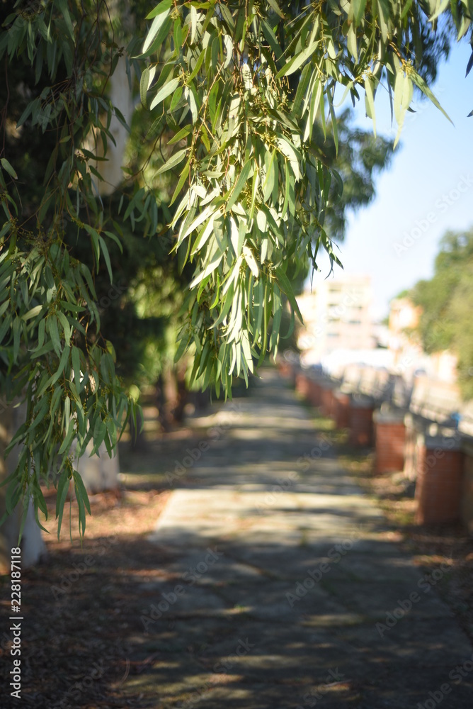 Obraz premium ALBERO