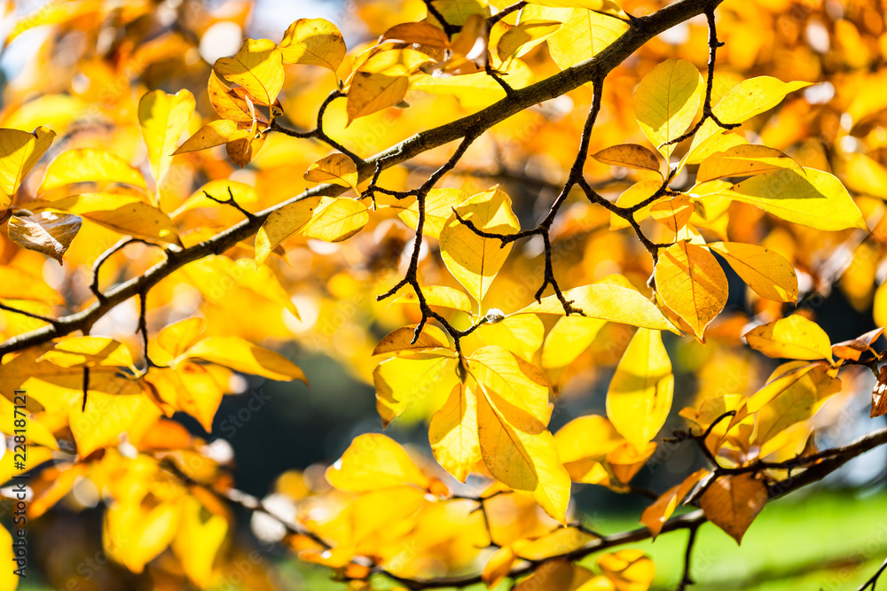 Yellow foliage. Fall has come. Autumn. Season Yellow foliage. Fall has come. Autumn. Season