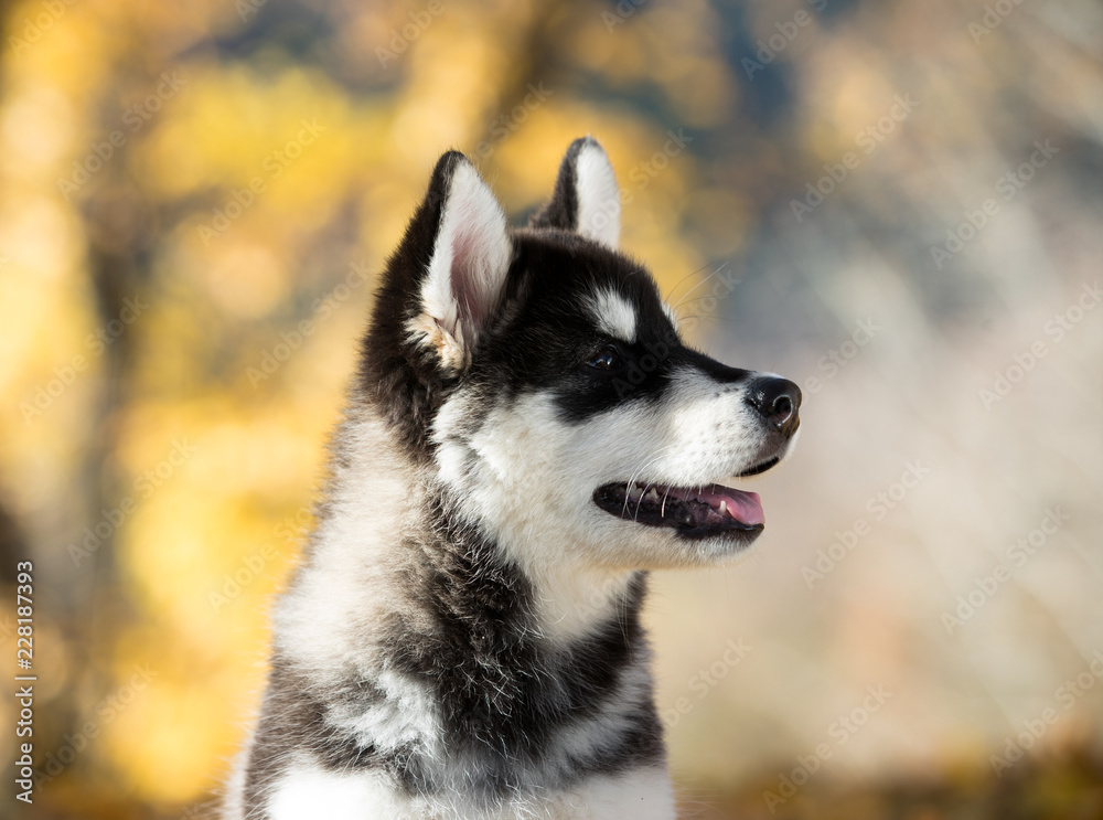 puppy of alaskan malamute