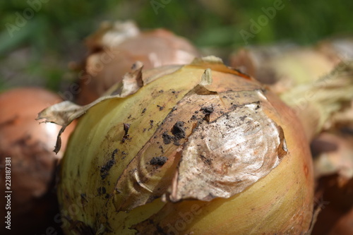 zwibeln