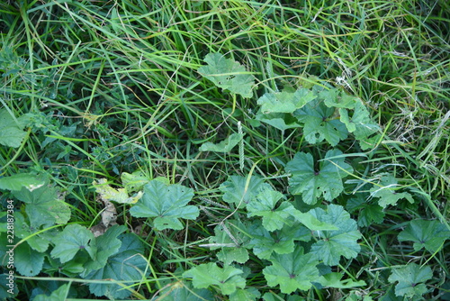 ERBA