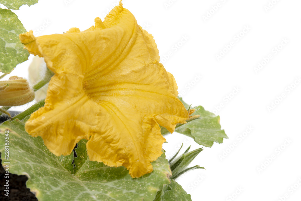 Flower of pumpkin plant Flower of pumpkin plant
