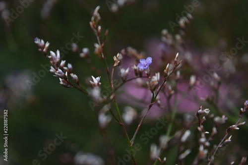 natur