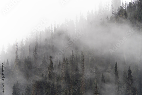 Cold scenery of fog and mist in forest in the Canadian Rockies with snow and fir trees in wonderful scenery and ice and blue rivers running through the scenery with snowy hut © Thomas