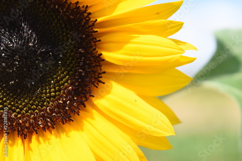 sonnenblume