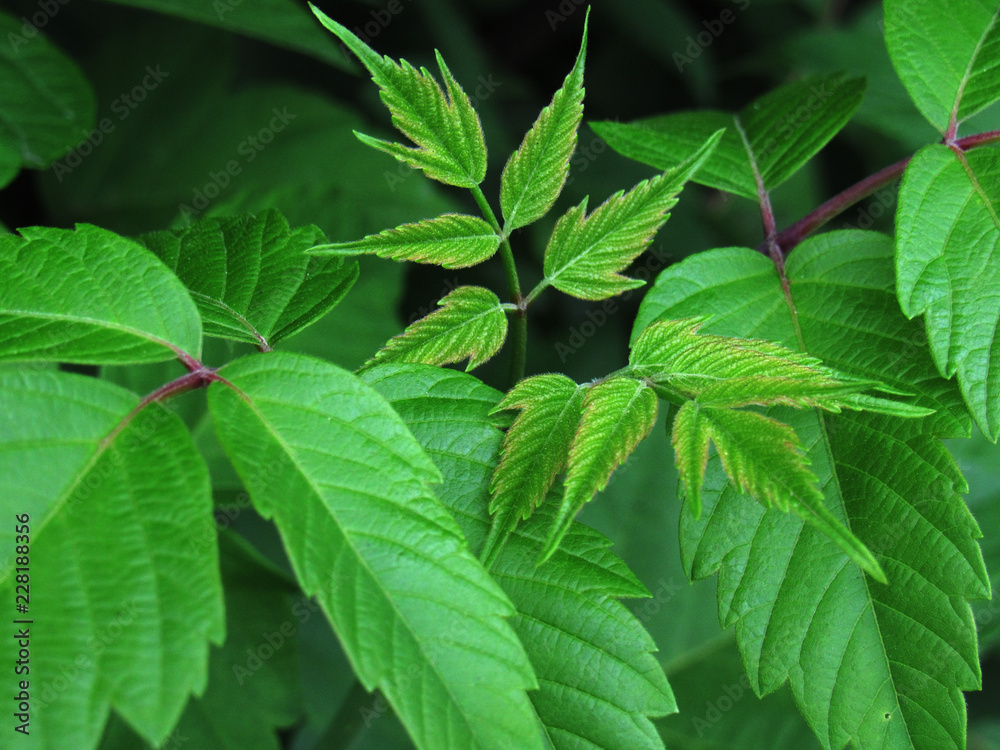 green leaves of tree in garden green leaves of tree in garden