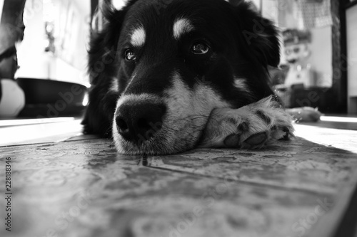 hund