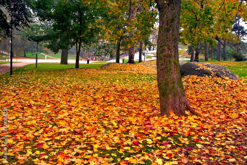 autumn maple trees in fall city park autumn maple trees in fall city park
