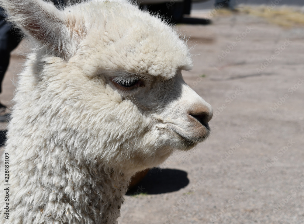 Alpaca close-up portrait in Peru, South America.
