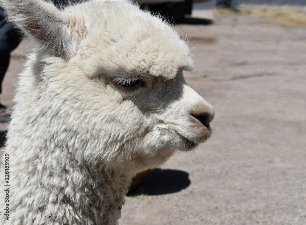 Alpaca close-up portrait in Peru, South America. Alpaca close-up portrait in Peru, South America.