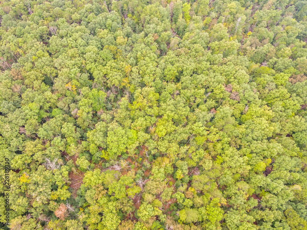Aerial View of a Forest Aerial View of a Forest