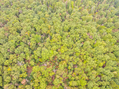 Aerial View of a Forest