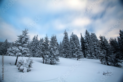 Snowy fir trees © erika8213