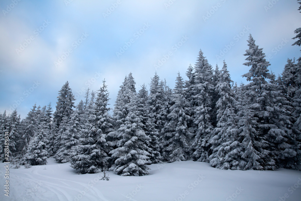 Snowy fir trees