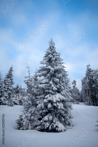 Snowy fir trees © erika8213