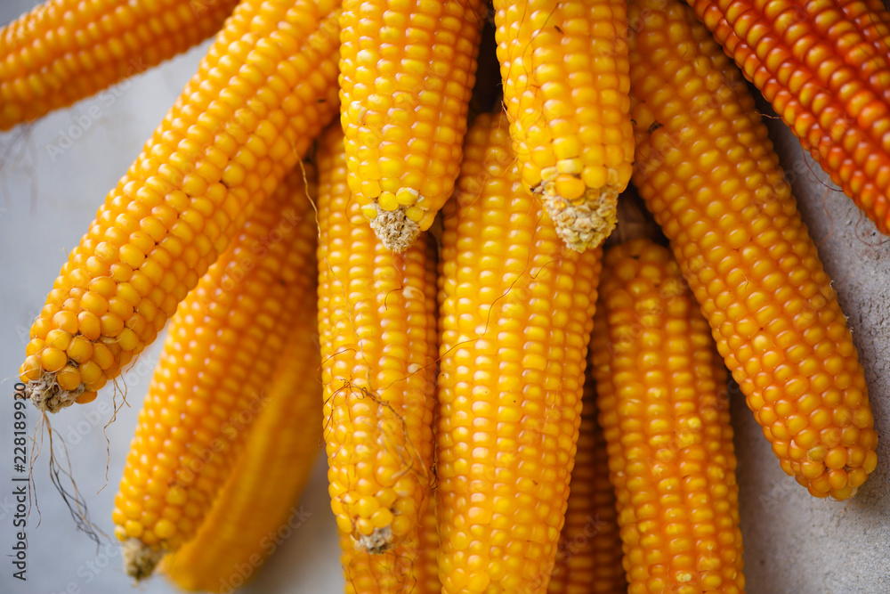 Cobs of corn drying in the open air. Connected with each other glumes. Cobs of corn drying in the open air. Connected with each other glumes.