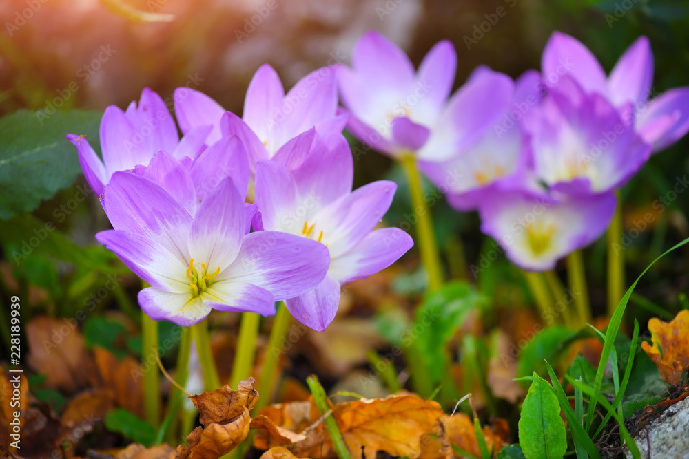Nice dewy flowers in the autumn (Colchicum autumnale) Nice dewy flowers in the autumn (Colchicum autumnale)