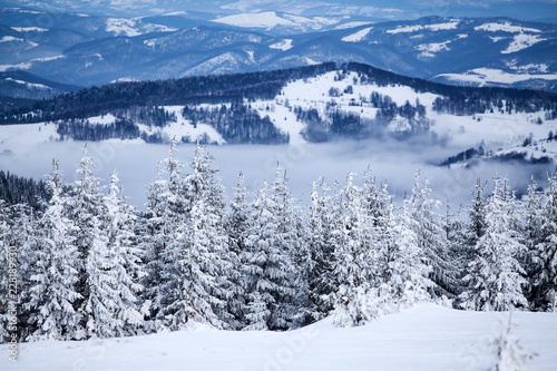 Snowy fir trees