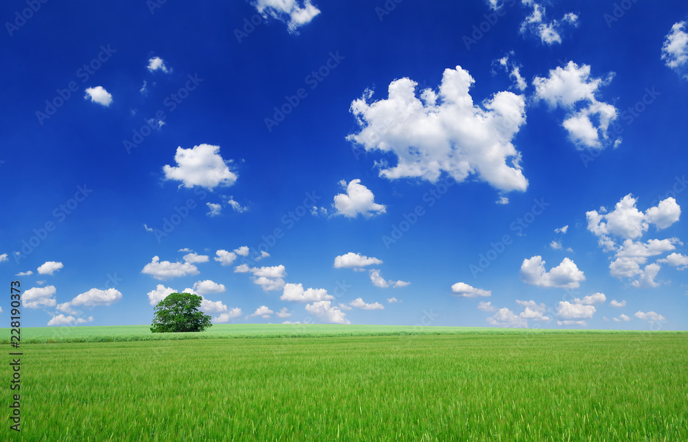 Idyllic landscape, lonely tree among green fields Idyllic landscape, lonely tree among green fields