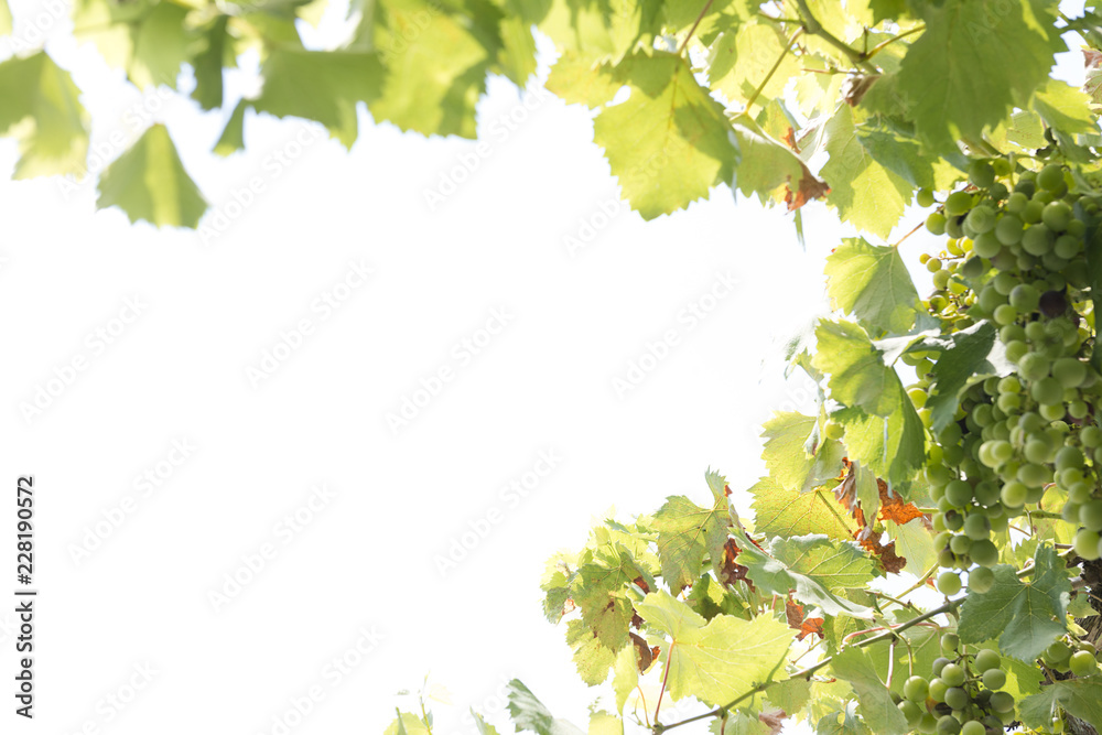 Grape with leaves over white background. Grape with leaves over white background.