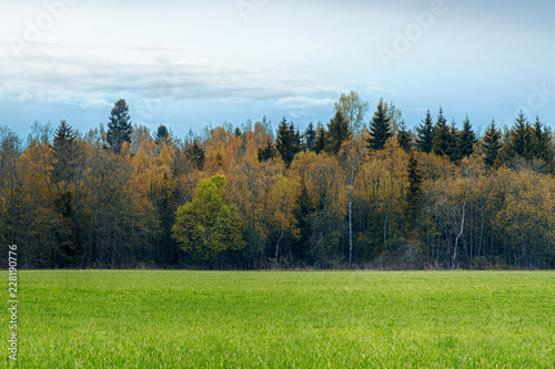 A field strewn with grass and forest. Autumn landscape