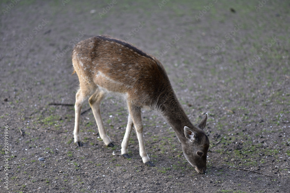 Deer in public park during autumn season at a sunny day Deer in public park during autumn season at a sunny day