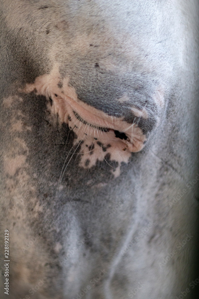 close up of closed eye of horse