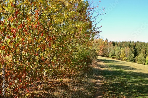 Herbststimmung - Herbstlandschaft - Weg am Waldrand