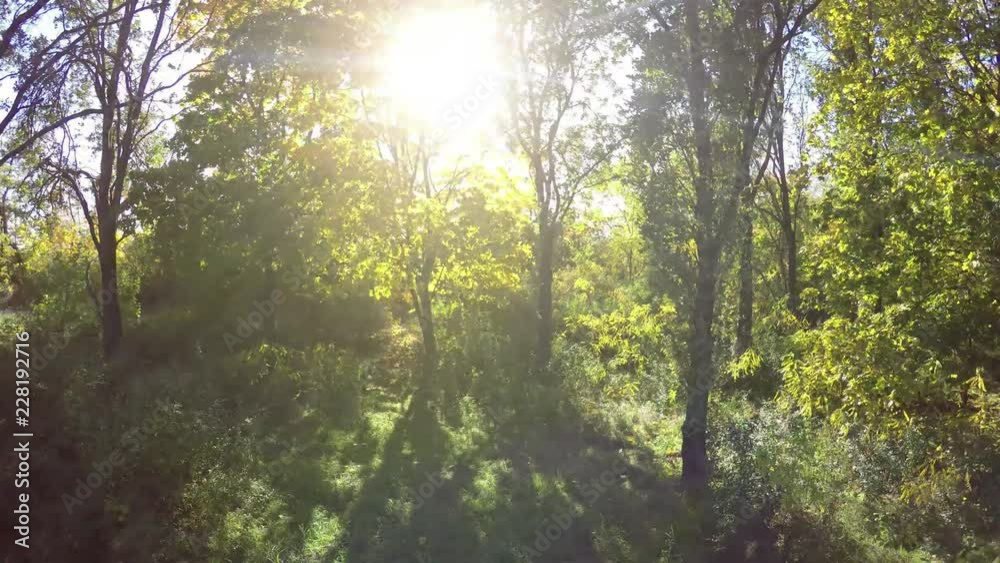Steadicam flies through tree row. Stabilized video of autumn walk with sun peeking behind trees