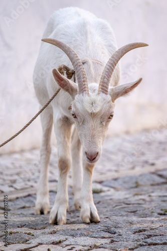 white goat on the street