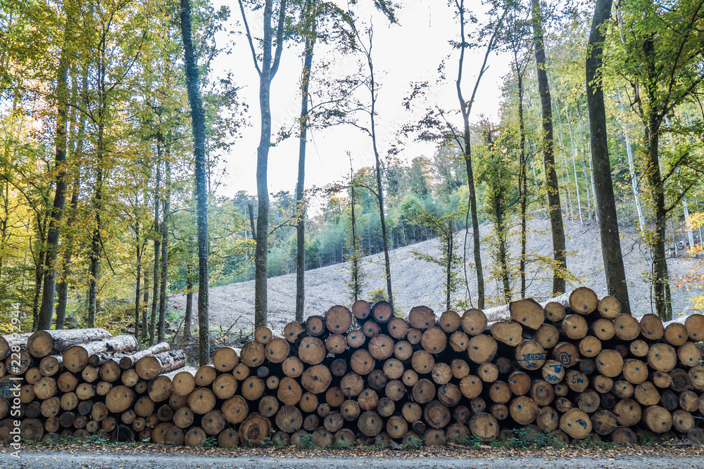 Gefällte und markierte Baumstämme im Wald