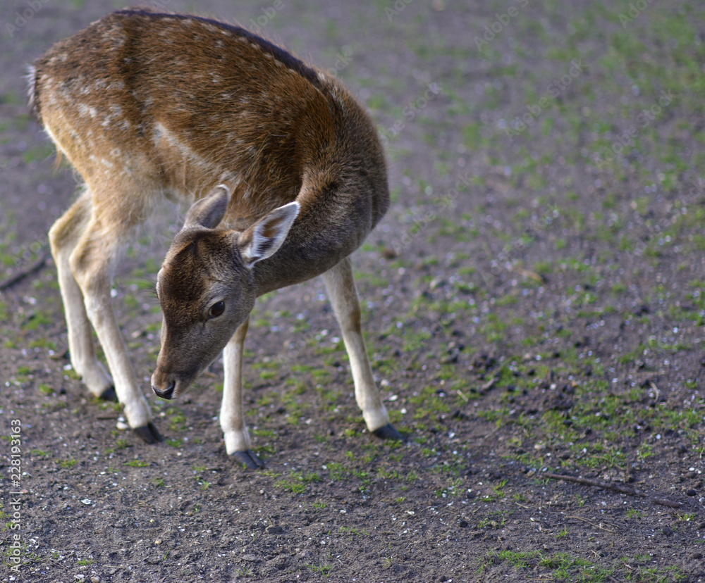Deer in public park during autumn season at a sunny day