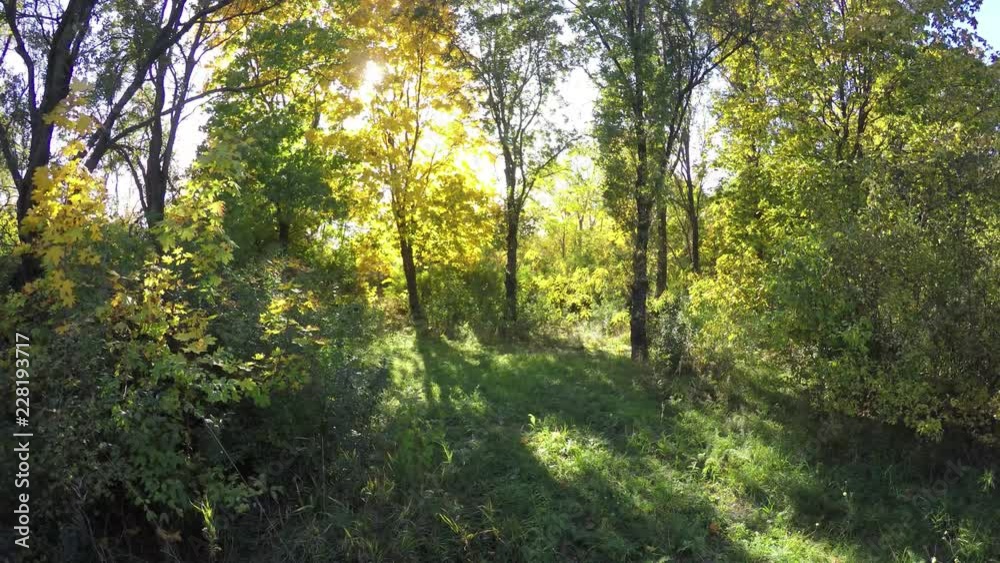 Steadicam flies through tree row. Stabilized video of autumn walk with sun peeking behind trees Steadicam flies through tree row. Stabilized video of autumn walk with sun peeking behind trees