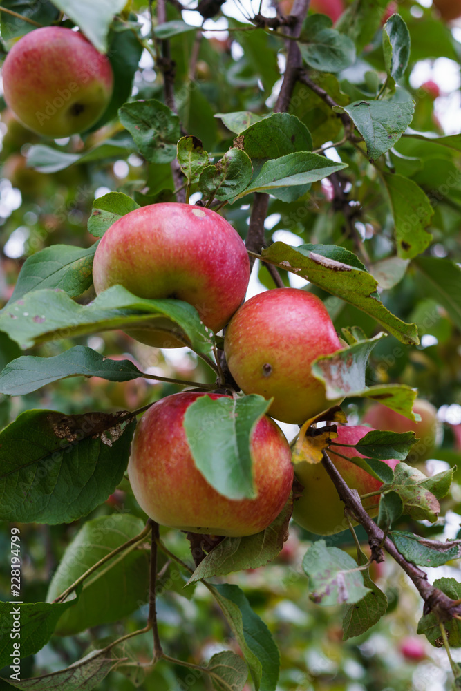 Branch of apple trees bending under the weight of fruit. Autumn orchard.