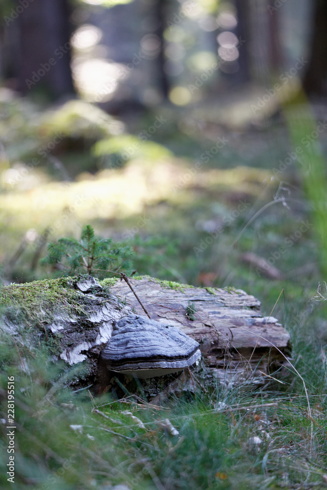 Obraz premium Totholz im Wald