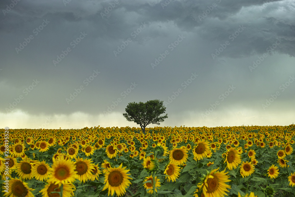 Naklejka premium Tree Summer Storm