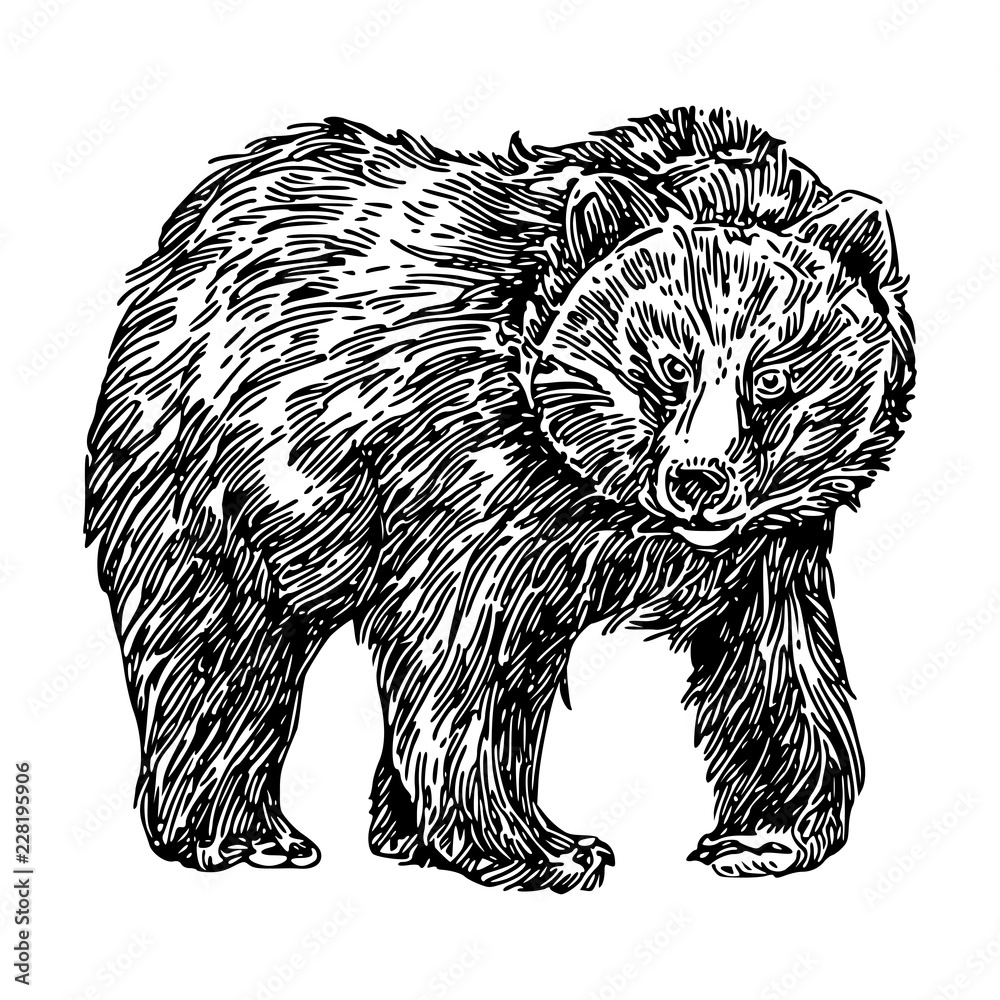 Fototapeta premium Shaggy bear. Sketch. Engraving style. Vector illustration.
