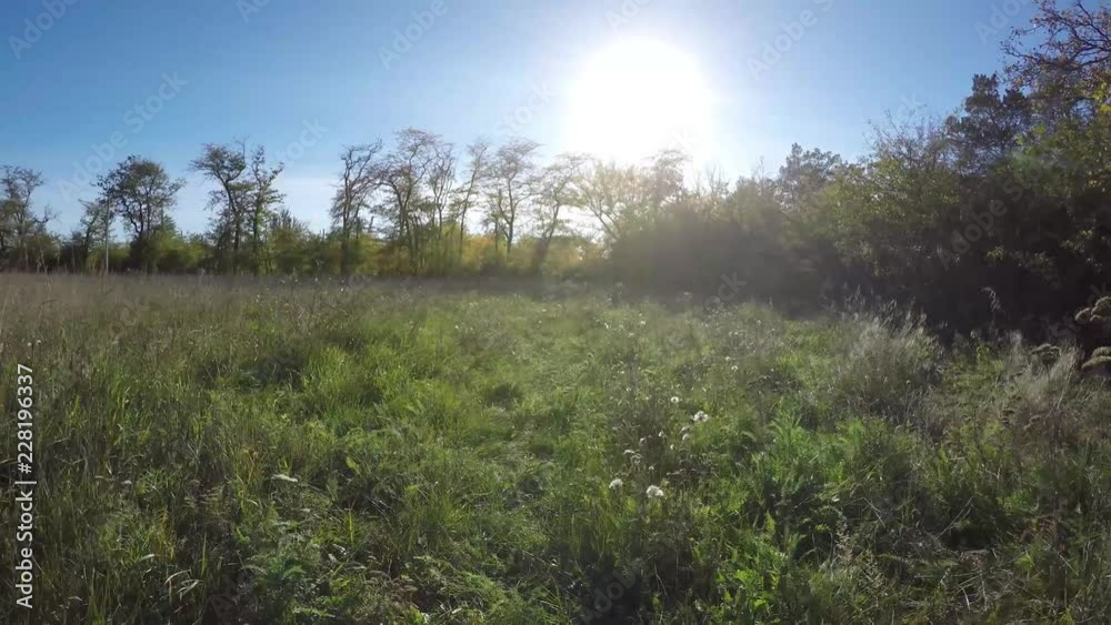 Steadicam flies through tree row. Stabilized video of autumn walk with sun peeking behind trees Steadicam flies through tree row. Stabilized video of autumn walk with sun peeking behind trees