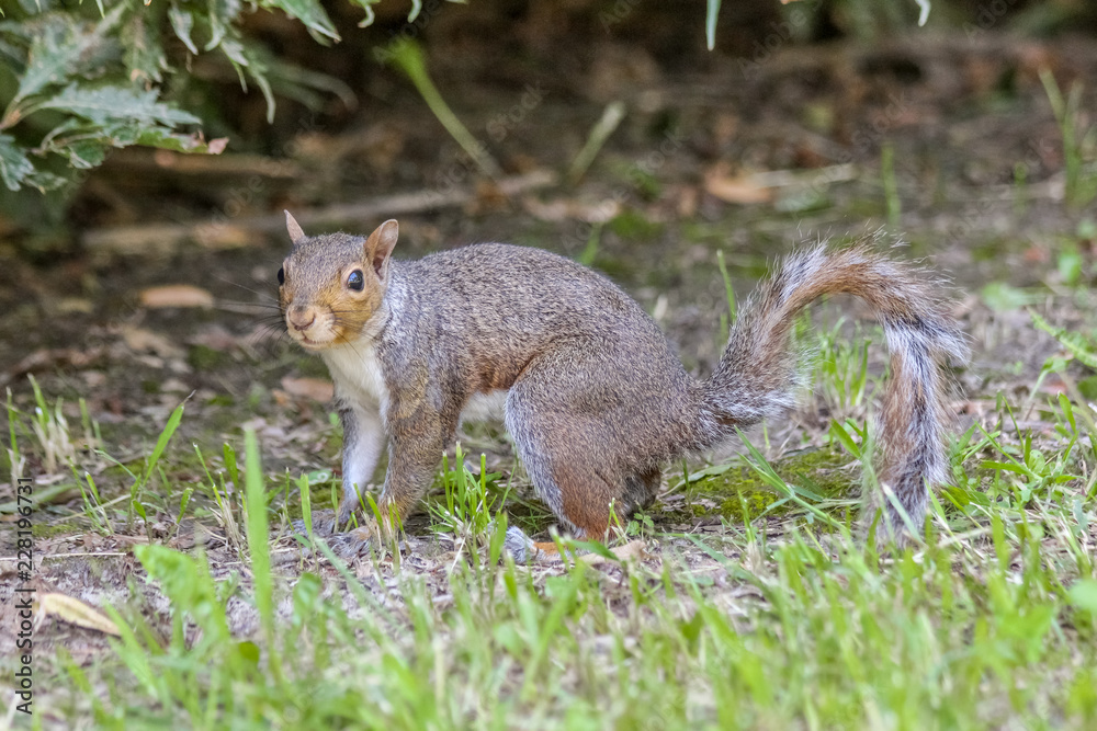 Obraz premium Sideview of an eastern gray squirrel (Sciurus carolinensis)