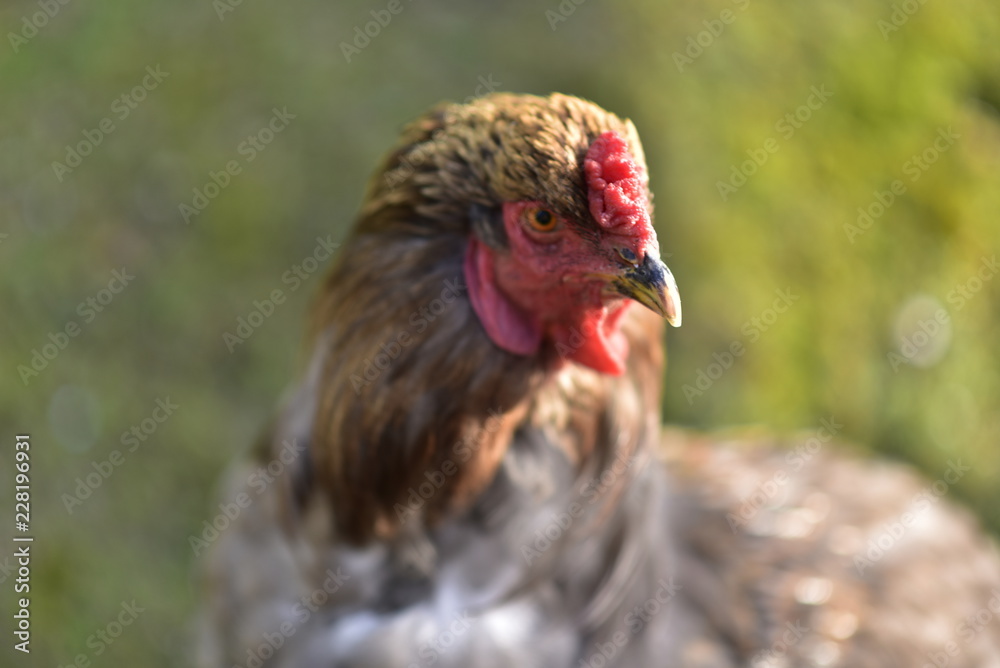 chicken searcing for food in publick park, during autumn season. chicken searcing for food in publick park, during autumn season.